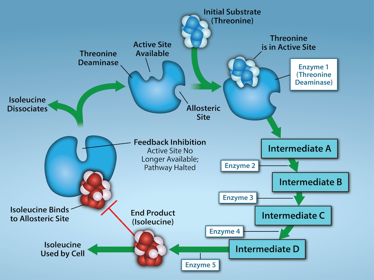 What Is Feedback Inhibition In Biochemistry